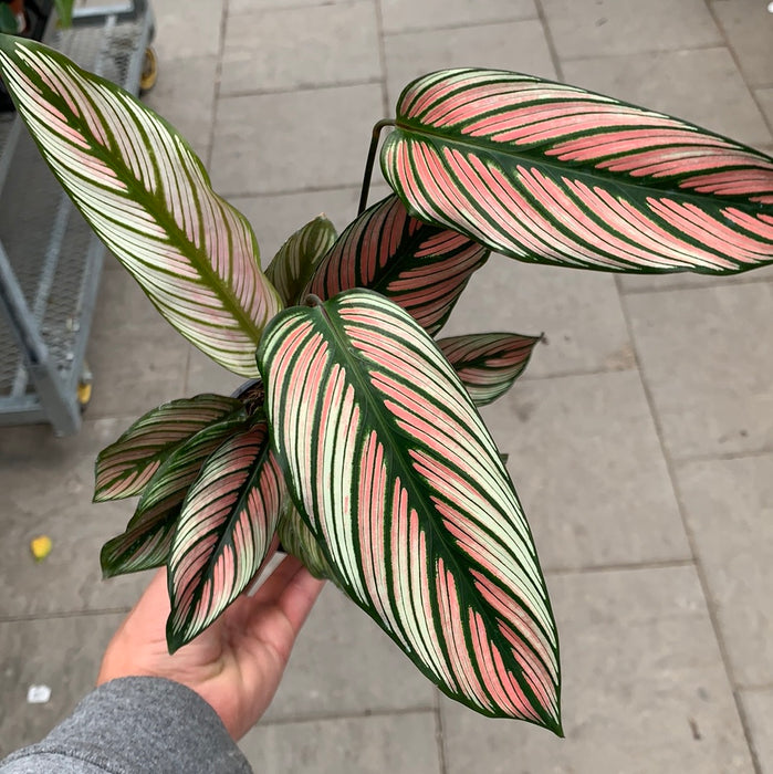 Calathea white star