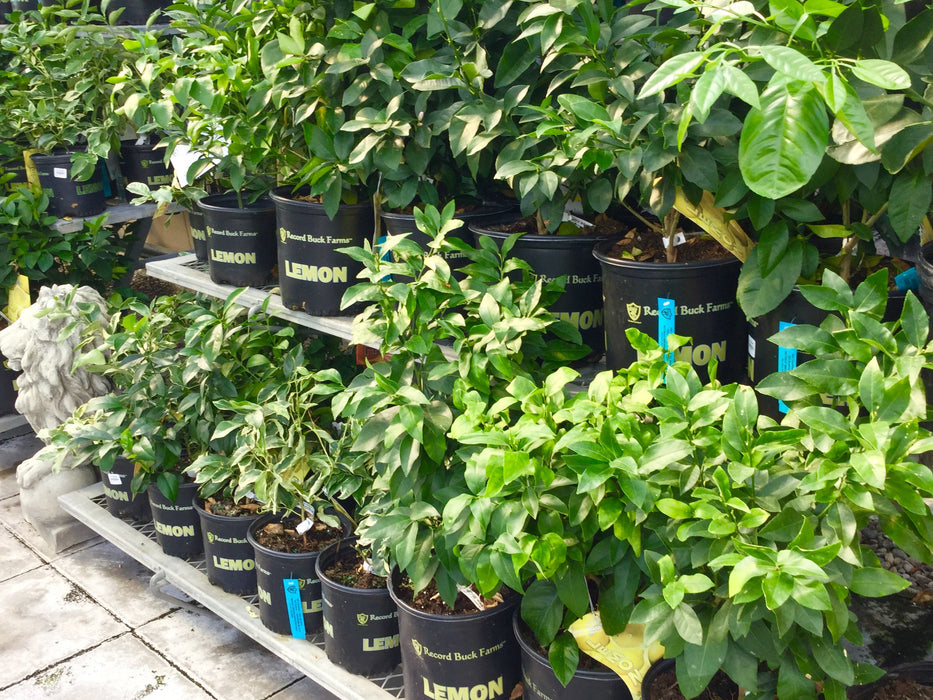 Citrus cocktail Plants-Lemon/Lime