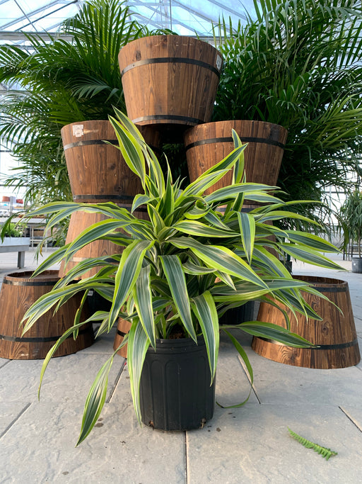 Dracaena Deremensis Lemon Lime