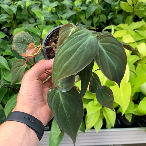 Philodendron Micans