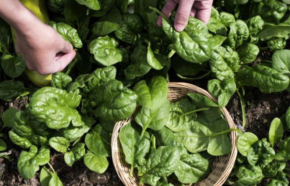 Spinach Seeds - Seed Packets