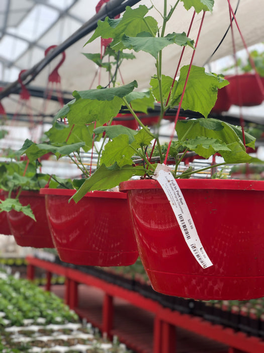 Annual Basket Red Vegetables