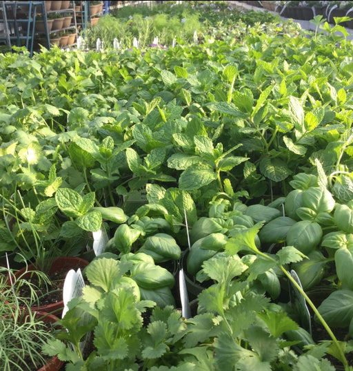 Savory Herb. Satureja
