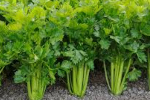 Celery Seed - utah