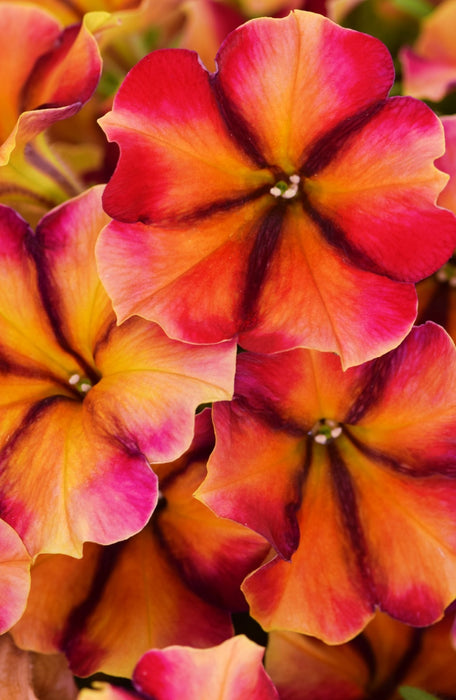 CrazyTunia Petunia - 4" pot and 6 packs