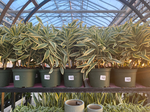 Dracaena Reflexa - 'Song of India'