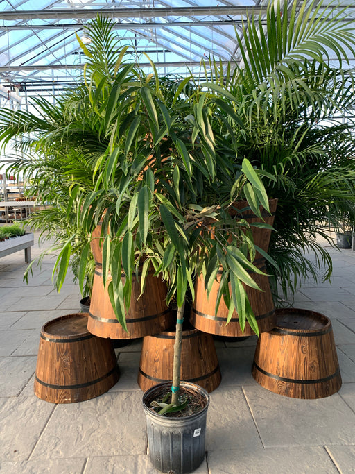 Ficus Alii / Weeping Ficus (Maclellandii)