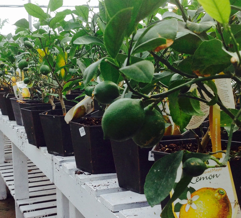 Citrus cocktail Plants-Lemon/Lime