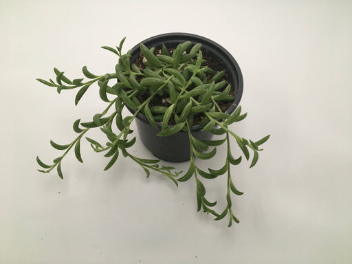 String of Beans Plant