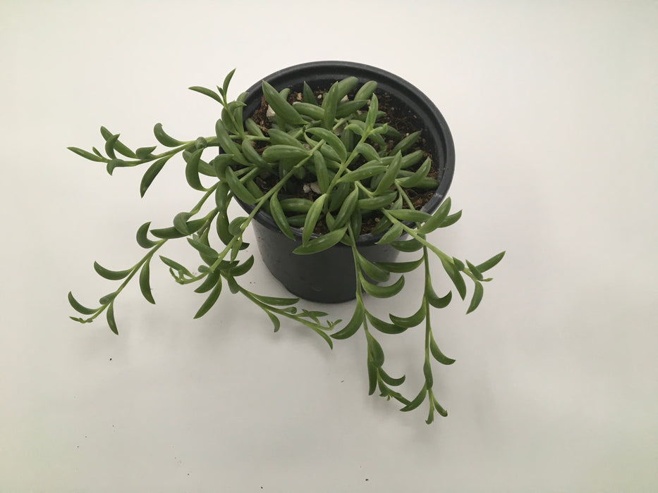 String of Beans Plant