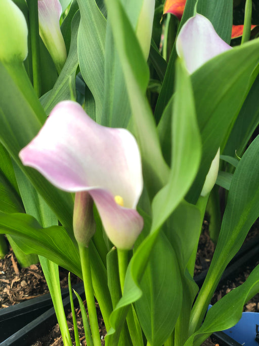 Calla Lilly Potted Plant