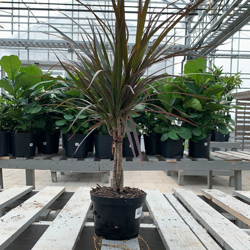 Dracaena Marginata 'Dragon tree'