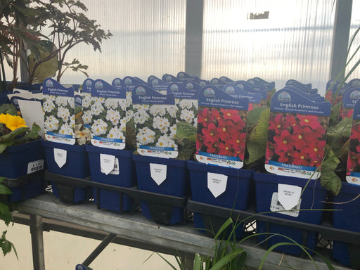 Primrose Plants