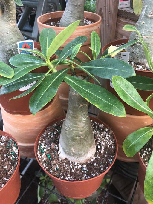 Desert Rose