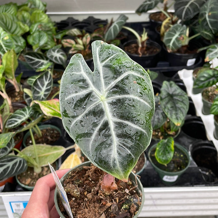 Alocasia Pink Dragon