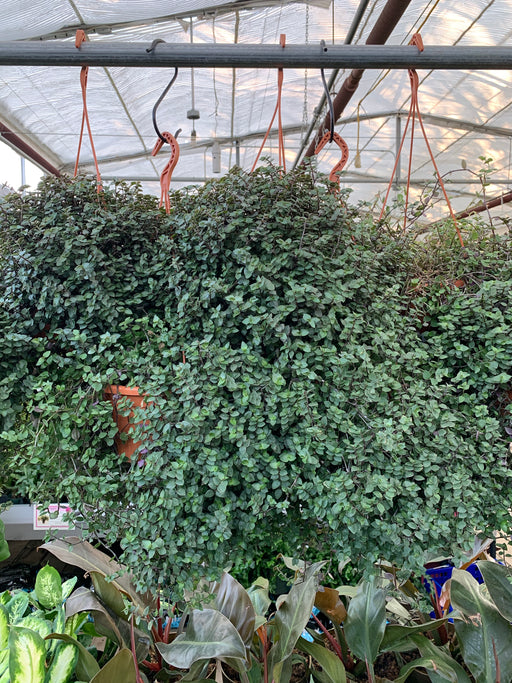 Turtle Vine(Callisia repens)