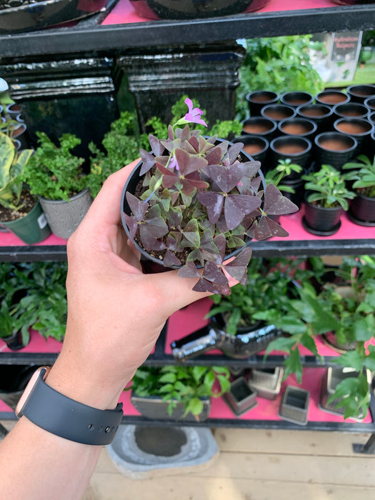 Oxalis ( shamrock plant)