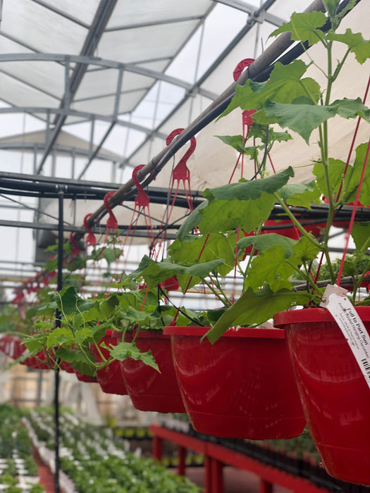 Annual Basket Red Vegetables