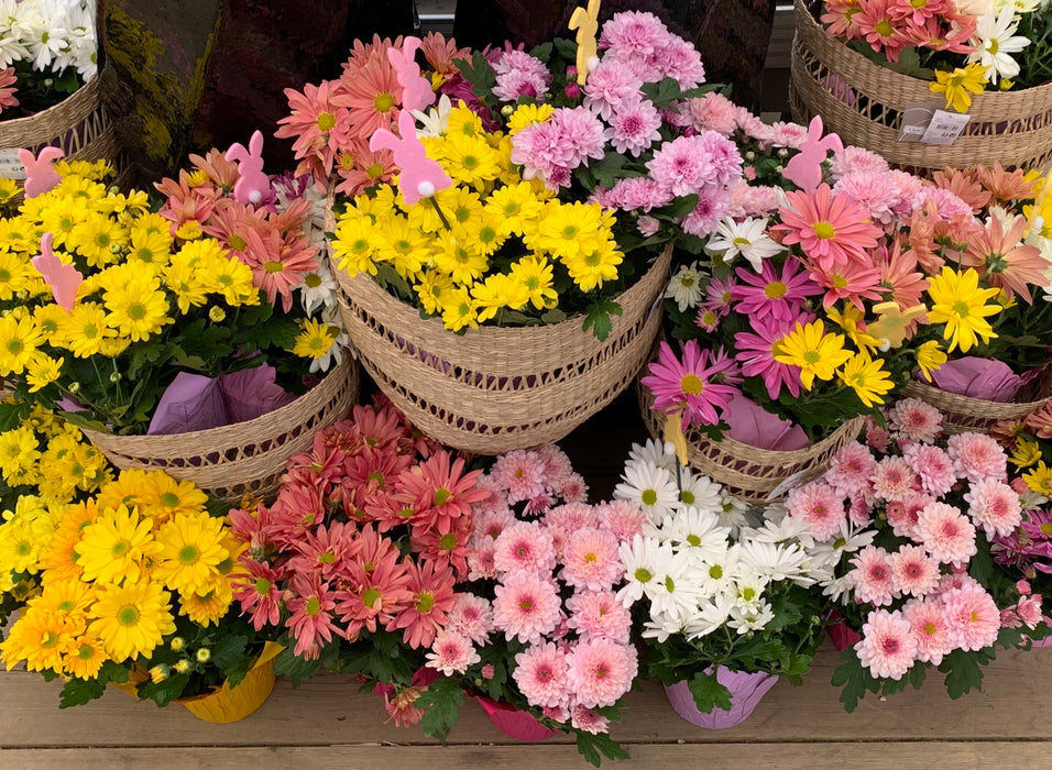 Pot Mum w/Easter Pick-2025 preorder