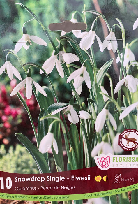 Galanthus Snowdrop Single