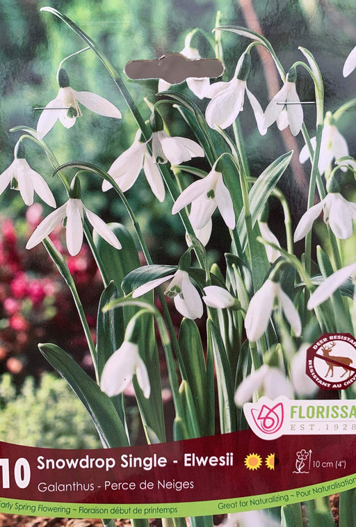 Galanthus Snowdrop Single