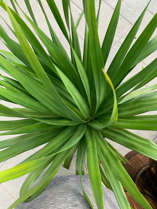 Dracaena Arborea