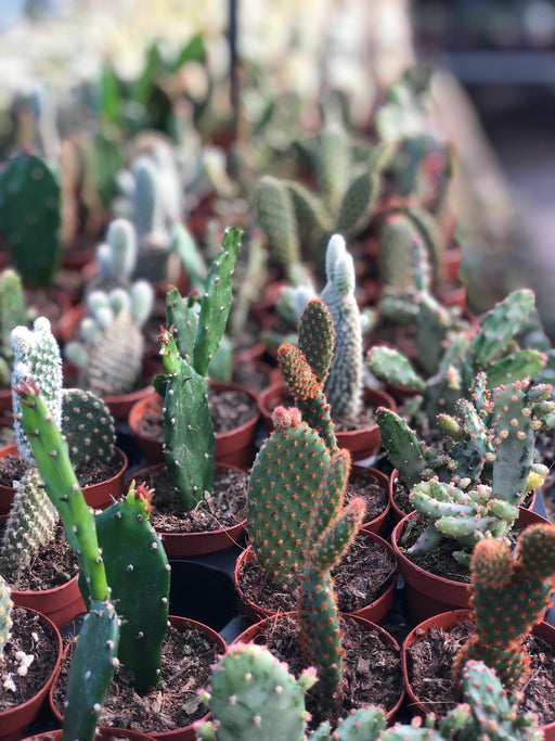 Cactus plants