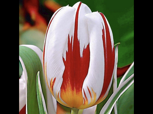 Tulip Canadian Celebration