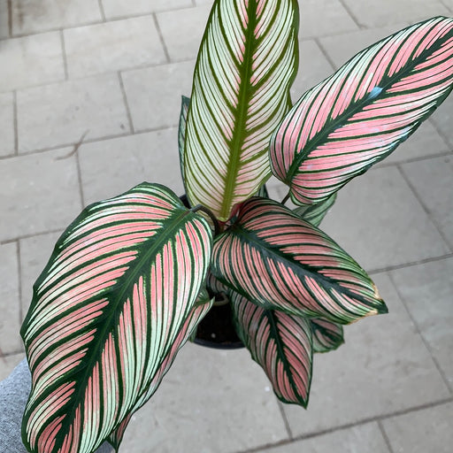 Calathea white star
