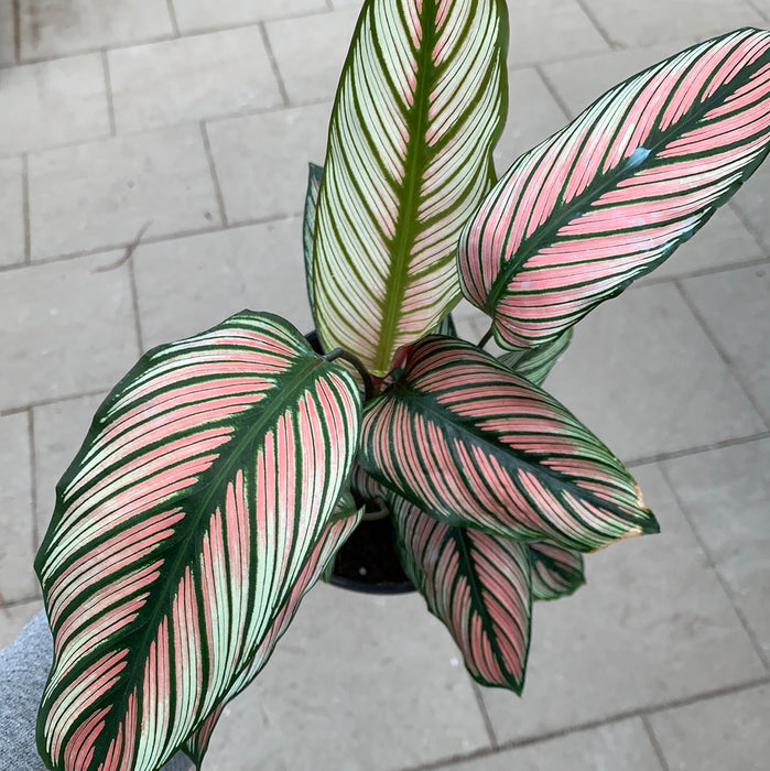 Calathea white star