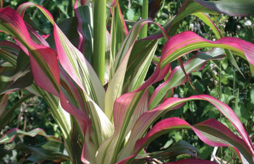 Seed Ornamental Corn Japan Stars & Stripes