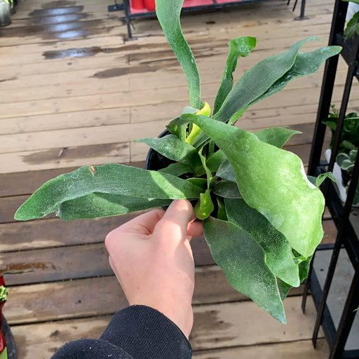 Staghorn Fern 4"
