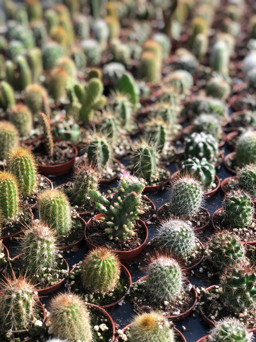 Cactus plants