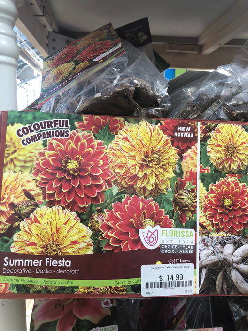 Dahlia Summer Fiesta