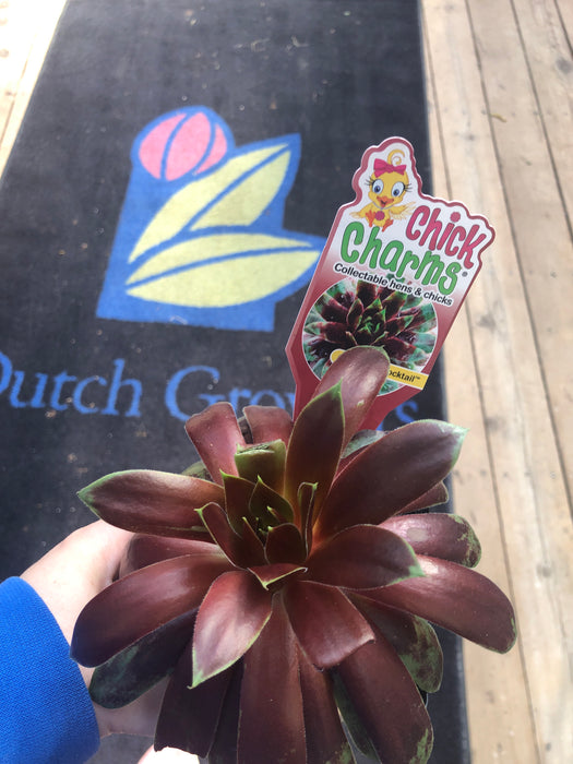 Chick Charm Hen & Chick succulents