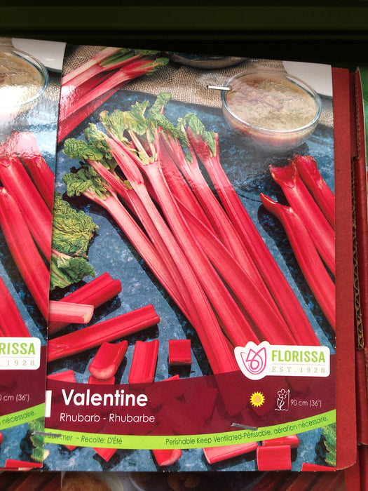 Rhubarb -bare root
