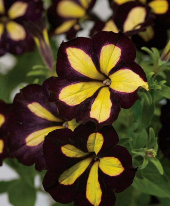 CrazyTunia Petunia - 4" pot and 6 packs