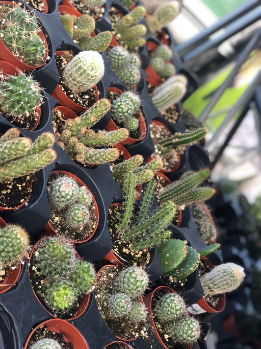 Cactus plants