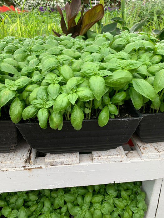 Basil Herb 4” pot Size
