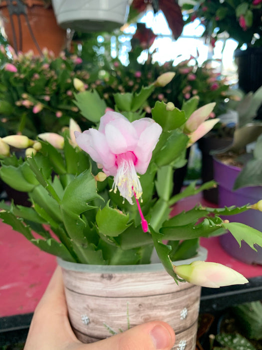 Christmas Cactus 2.5"