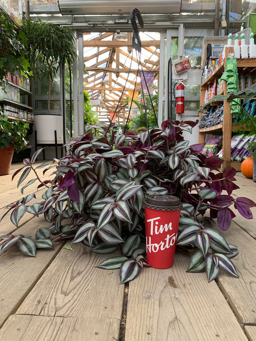 Tradescantia (Wandering Jews/dudes) Purple