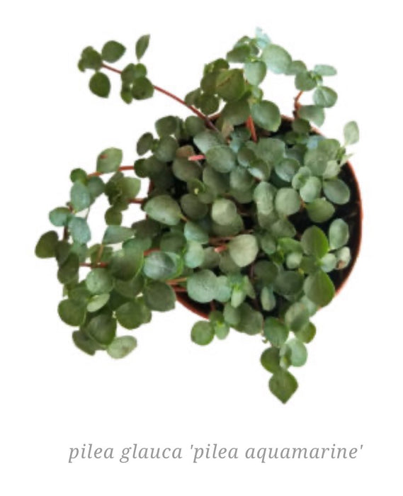 Pilea