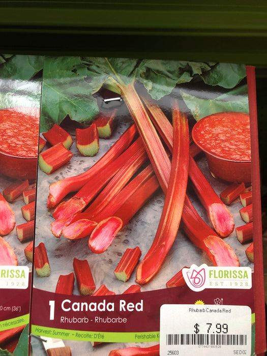 Rhubarb -bare root