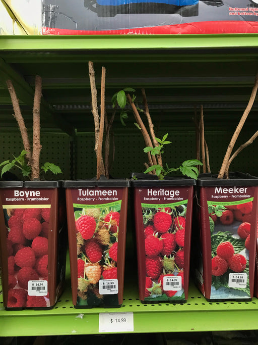 Raspberry Plant