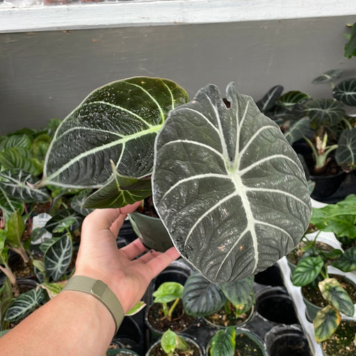 Alocasia Black Velvet