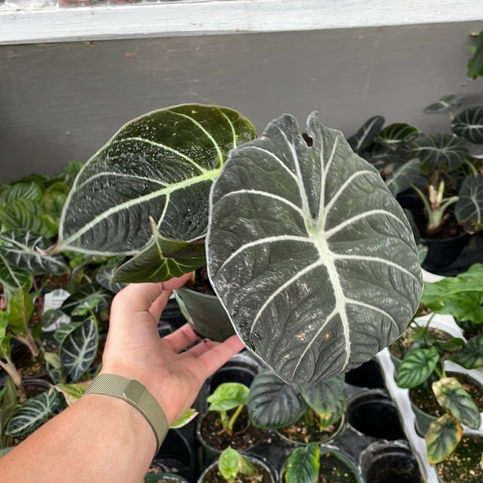Alocasia Black Velvet