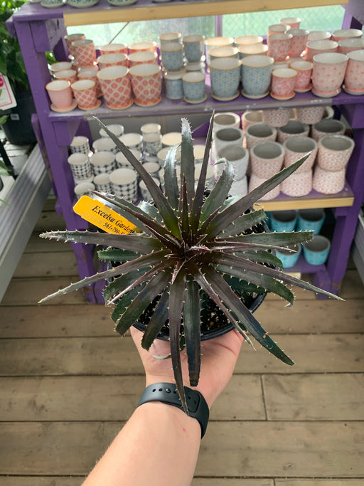 Dyckia