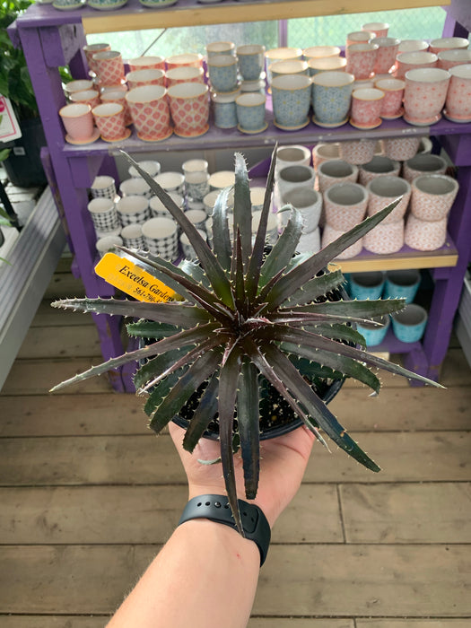 Dyckia