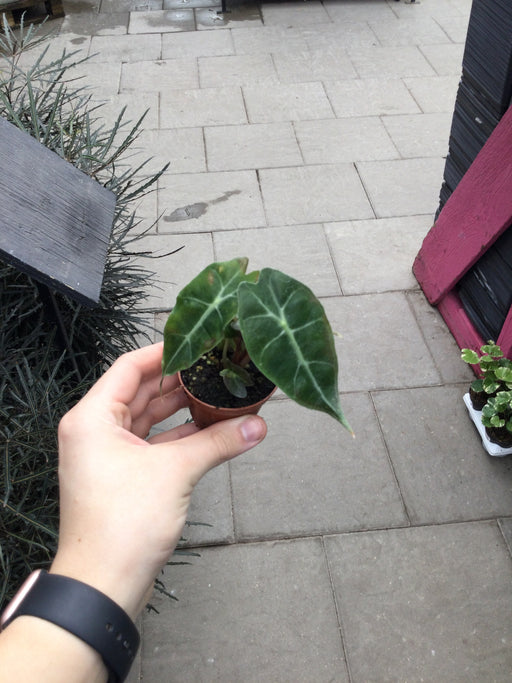 Alocasia African Mask