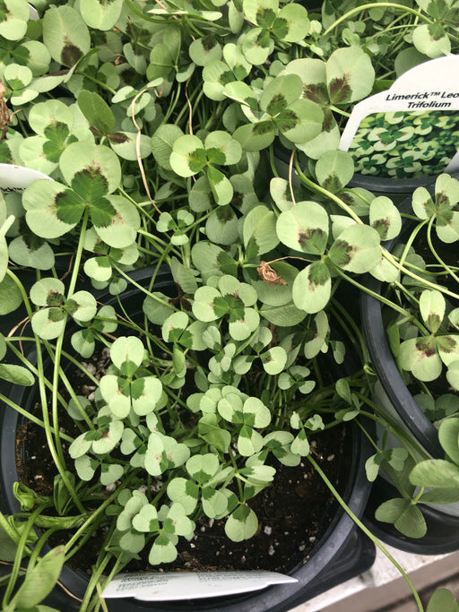 Trifolium clover shamrock